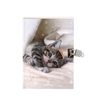 3664447143897-Oberthur - Journal intime - différents modèles disponibles-P_405131782_3-2