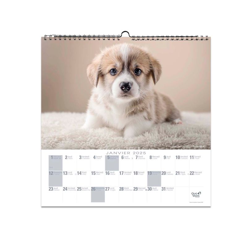3371010469284-Quo Vadis - Calendrier à feuilles Animaux - 30 x 30 cm-P_400009720_2-1